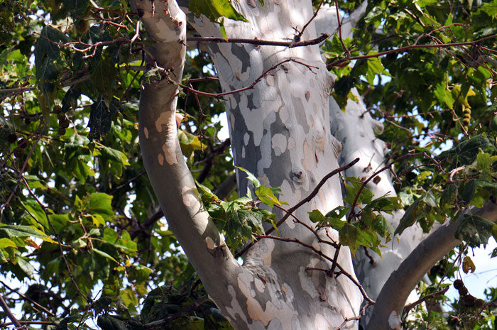 Platanus wrightii, Arizona Sycamore