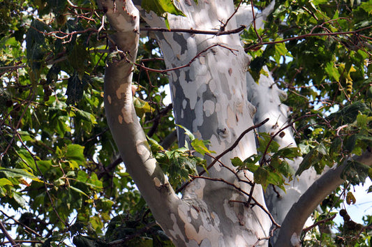 Platanus wrightii, Arizona Sycamore