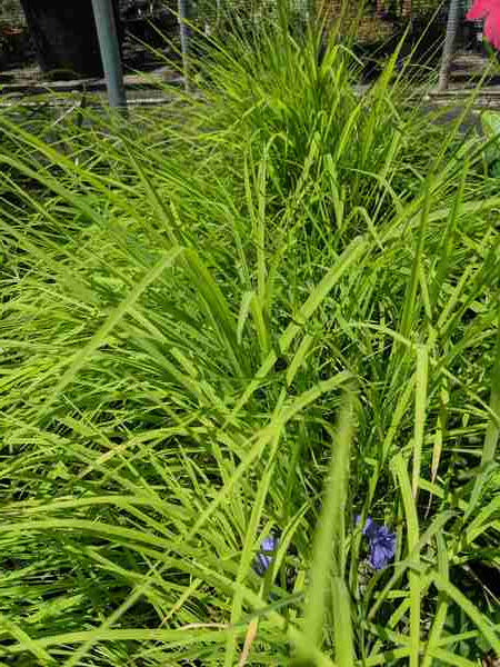 Leersia monandra, Bunch Cutgrass