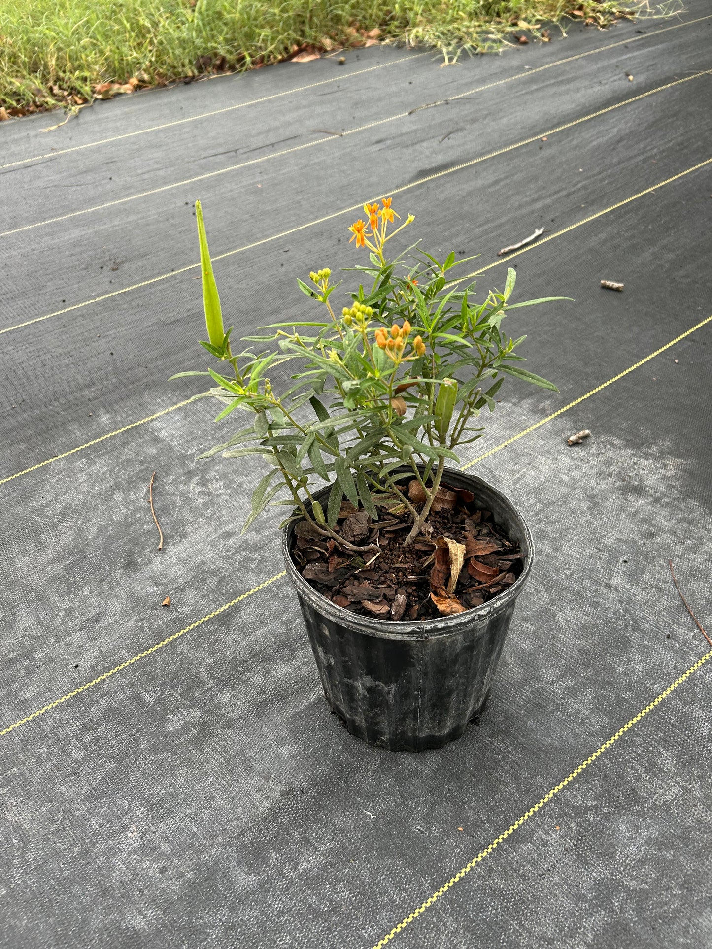 Asclepias tuberosa, Native Orange Milkweed