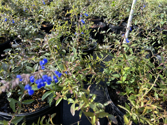 Salvia sinaloensis, Bicolor Sage