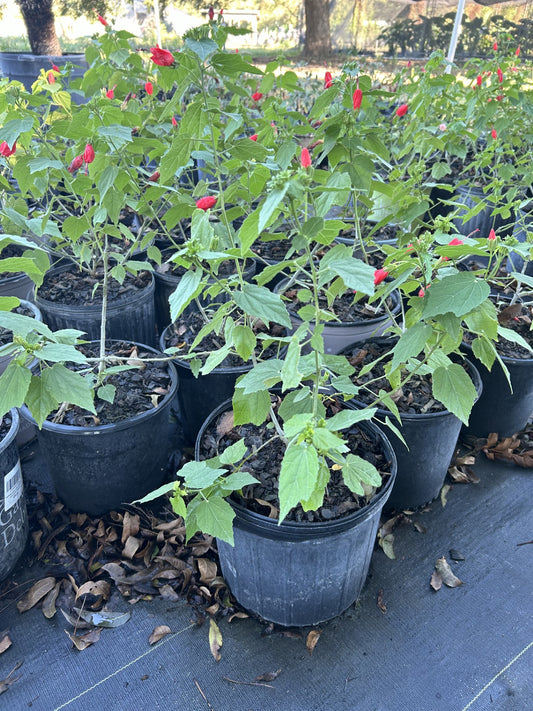 Malvaviscus drummondii, 'Big Momma' Turk's Cap