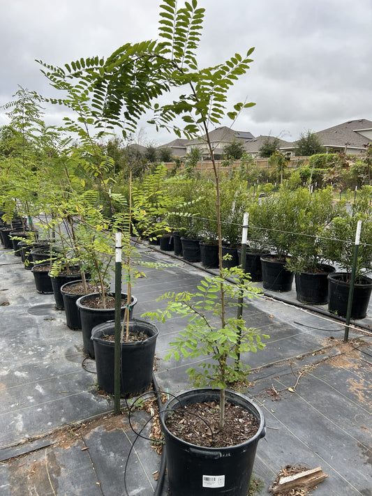 Robinia pseudoacacia, Black Locust