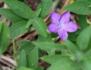 Ruellia squarrosa, Blue Shade Ruellia