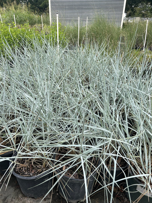 Eleymus arenarius, Blue Dune Grass