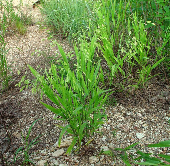 Chasmantheum latifolium, 'Inland Sea Oats'