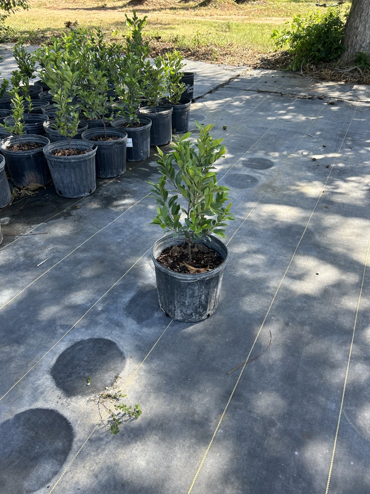 Prunus caroliniana, Native Cherry Laurel