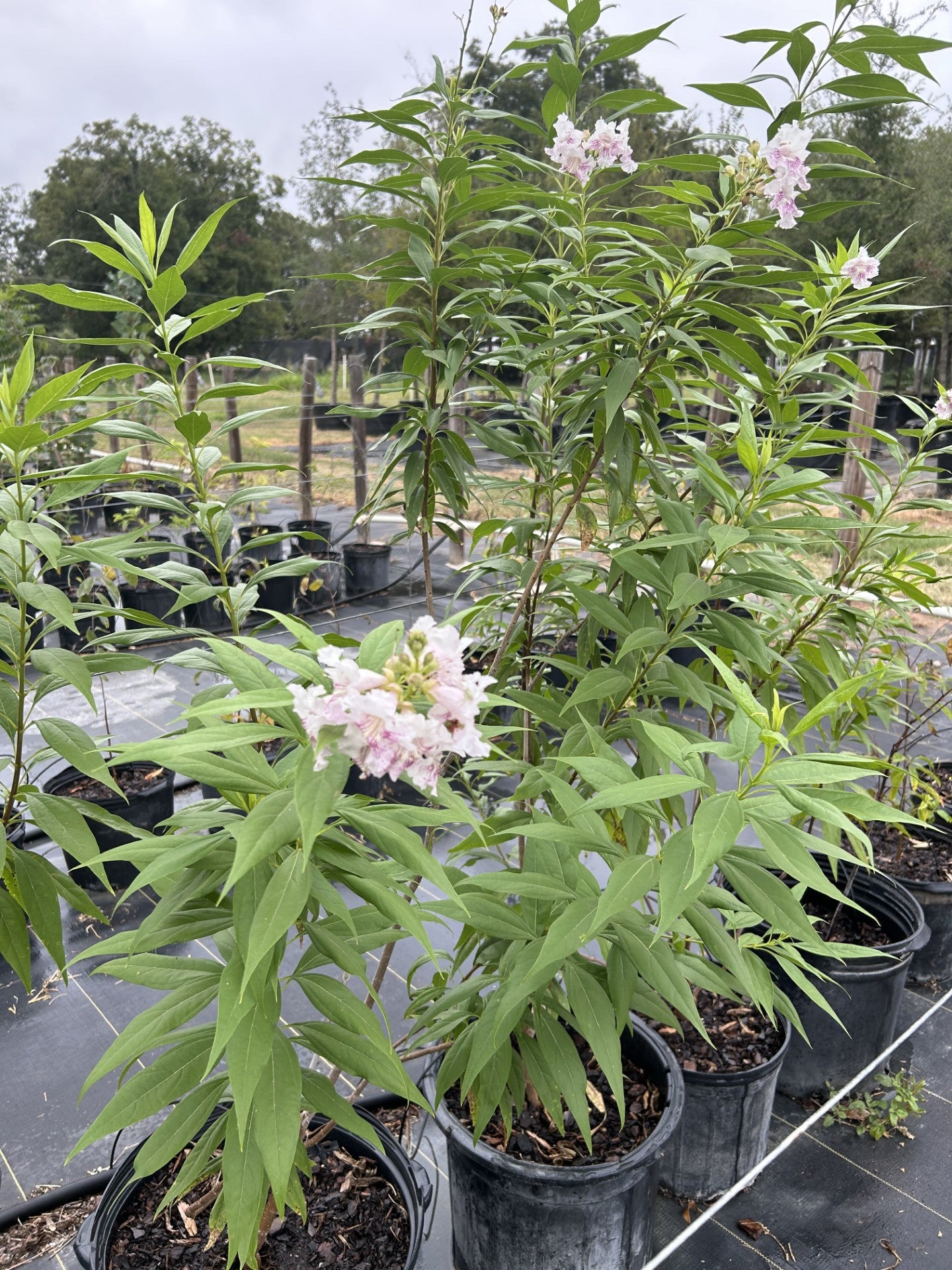 Chitalpa tashkentensis 'Morning Cloud'