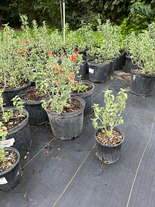 Dicliptera suberecta, Hummingbird Plant