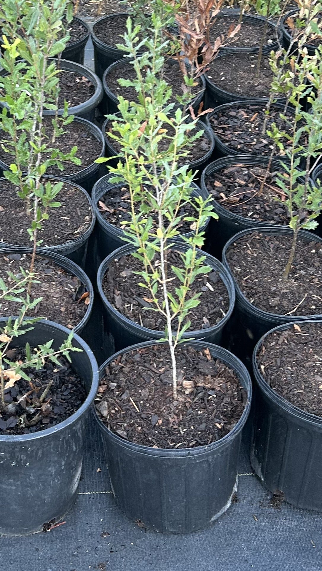 Quercus fusiformis, Escarpment Live Oak