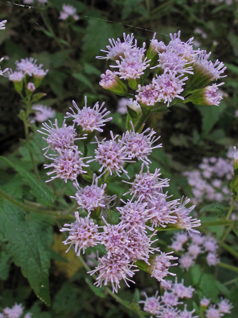 Fleischmannia incarnata, Pink Mistflower