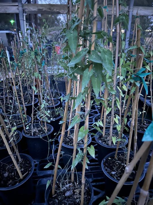 Funastrum cynanchoides, Climbing Milkweed Vine