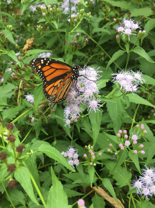 Chromolaena odorata, Giant Mistflower