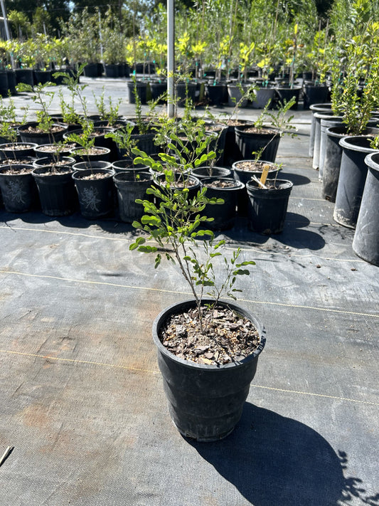 Leucaena retusa, Goldenball Leadtree