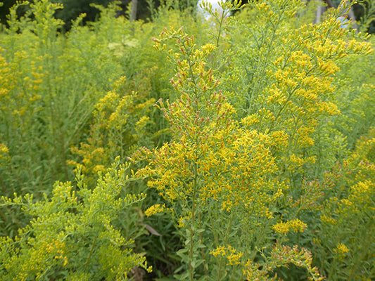 Solidago nemoralis, Prairie Goldenrod