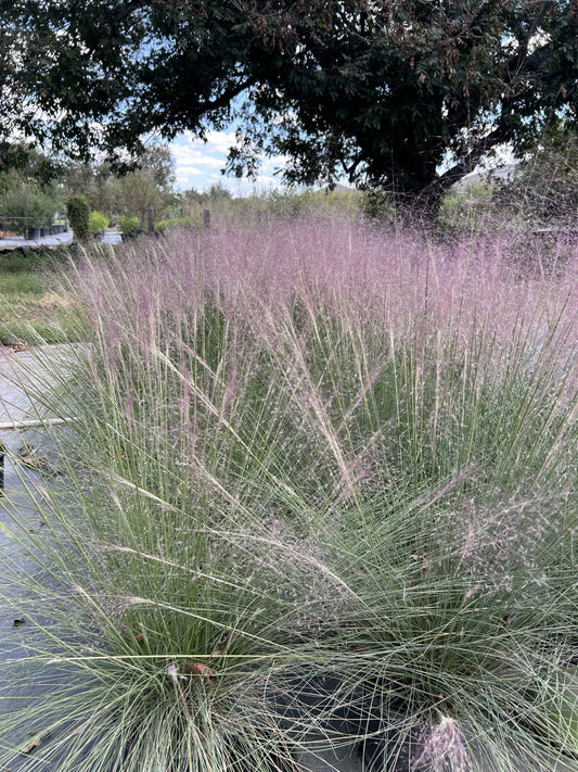 Muhlenbergia capillaris, Gulf Muhly