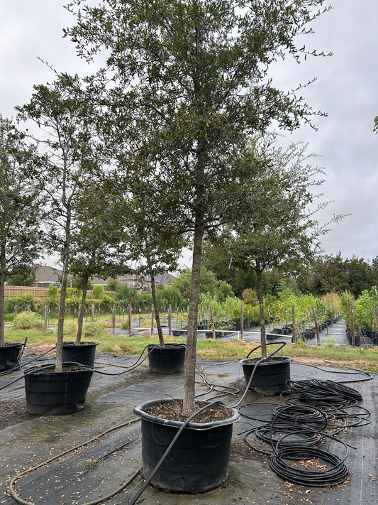 Quercus virginiana, Coastal Live Oak