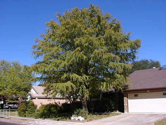 Taxodium mucronatum, Montezuma Cypress