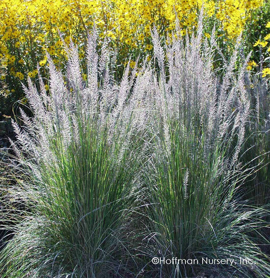 Muhlenbergia lindheimeri, Lindheimer's Muhly