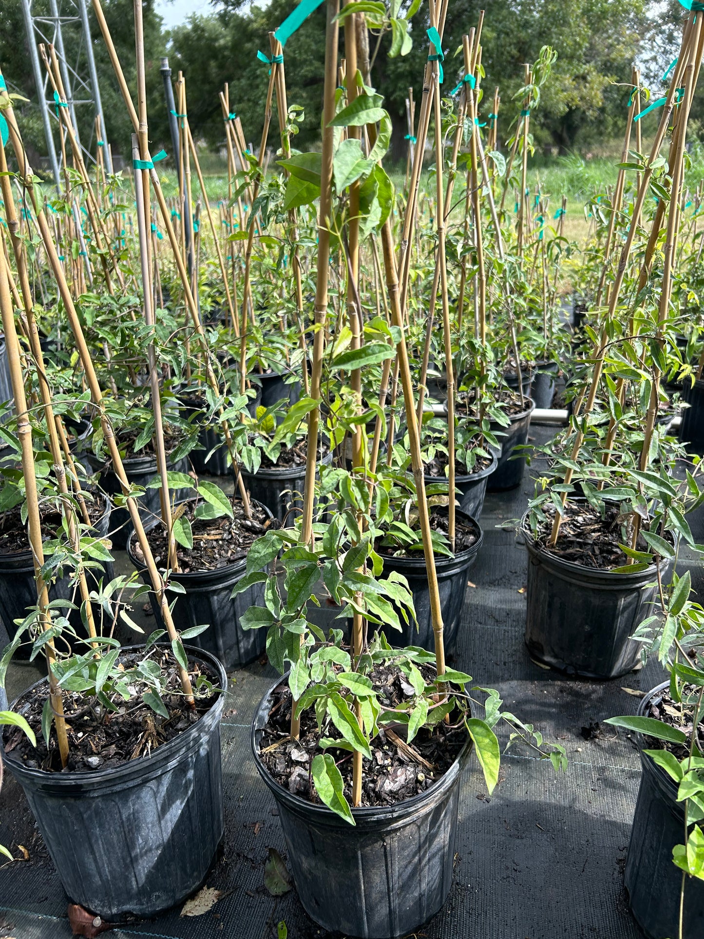 Bignonia capreolata, Native Crossvine