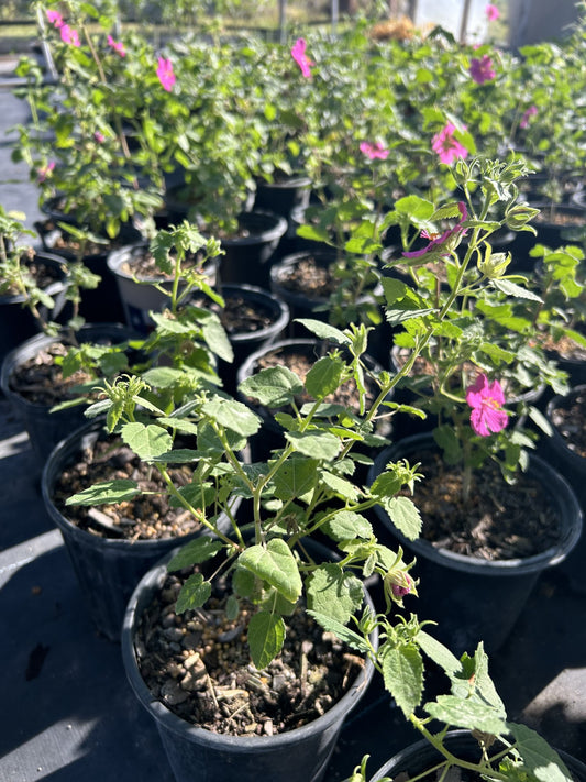 Pavonia lasiopetala, Rock Rose