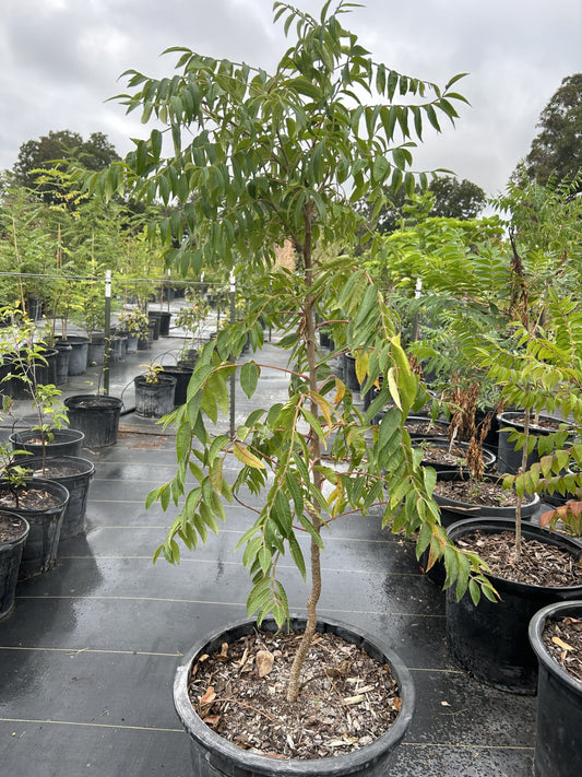 Rhus lanceolata, Prairie Flameleaf Sumac