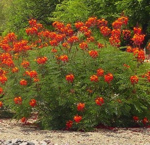 Caesalpinnia pulcherrima, Pride of Barbados