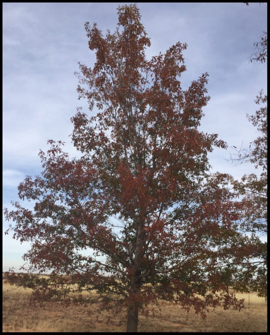 Quercus graciliformis, Graceful Oak