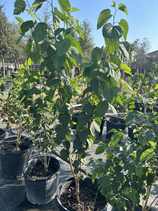 Morus rubra, Red Mulberry