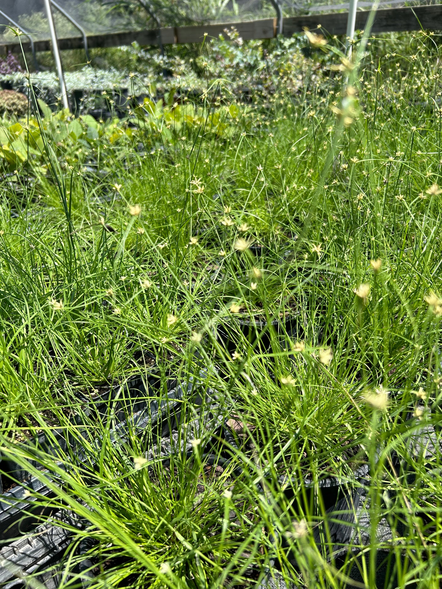 Rhynchospora nivea 'Showy Whitetop Sedge'