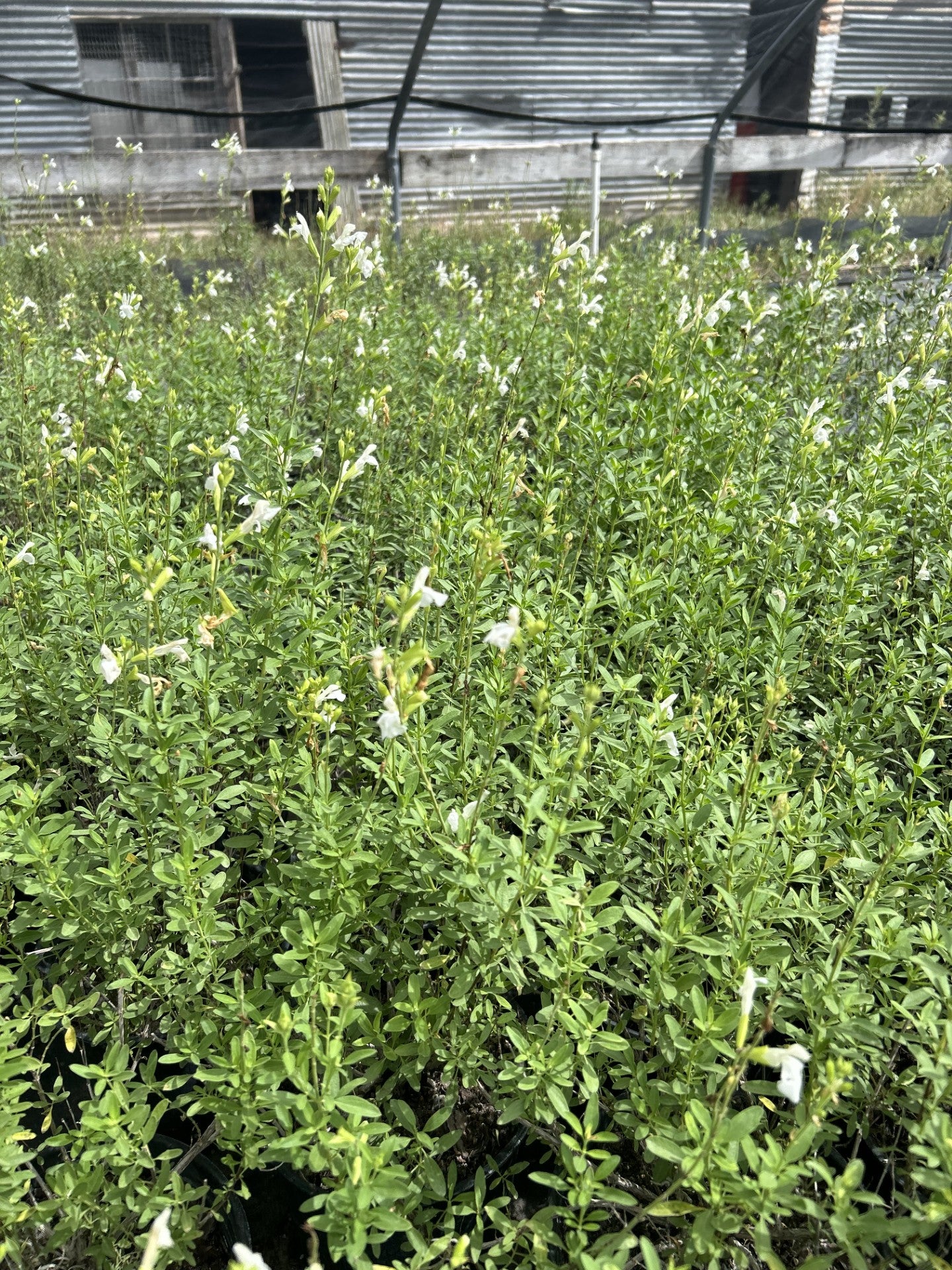 Salvia greggii, 'White"