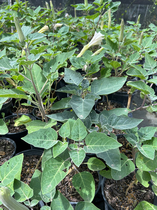 Datura wrightii, Sacred Datura, Jimsonweed