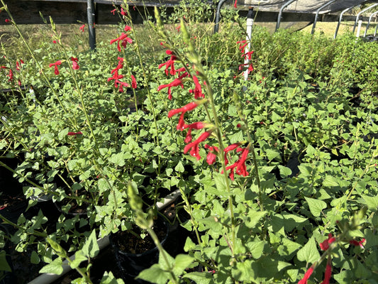 Salvia darcyi, Galeana Red Sage