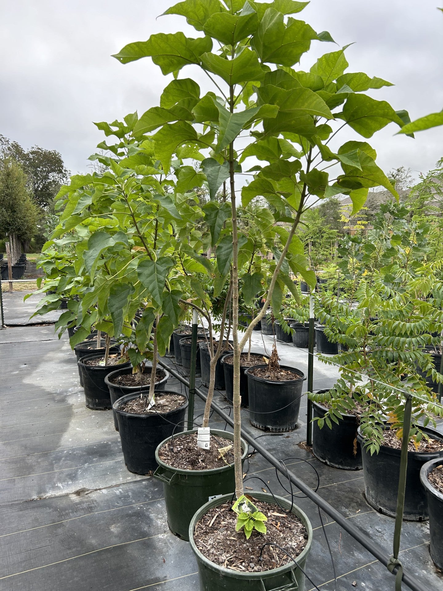 Catalpa bignoniodes, Southern Catalpa