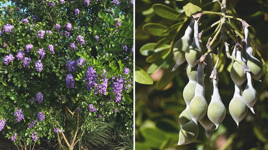 Dermatophyllum secundiflora, Texas Mountain Laurel