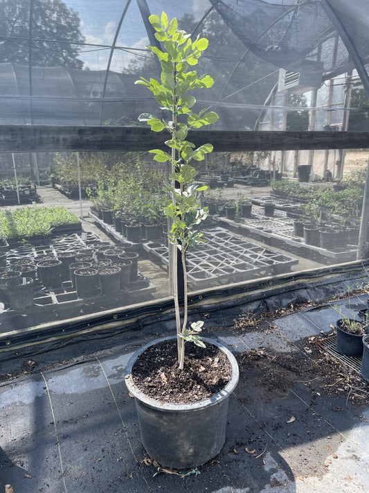 Fraxinus albicans, Texas Ash