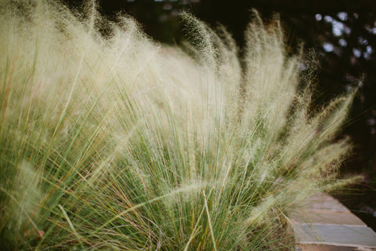 White Cloud Muhly