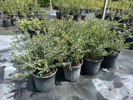 Ilex vomitoria, Yaupon Holly