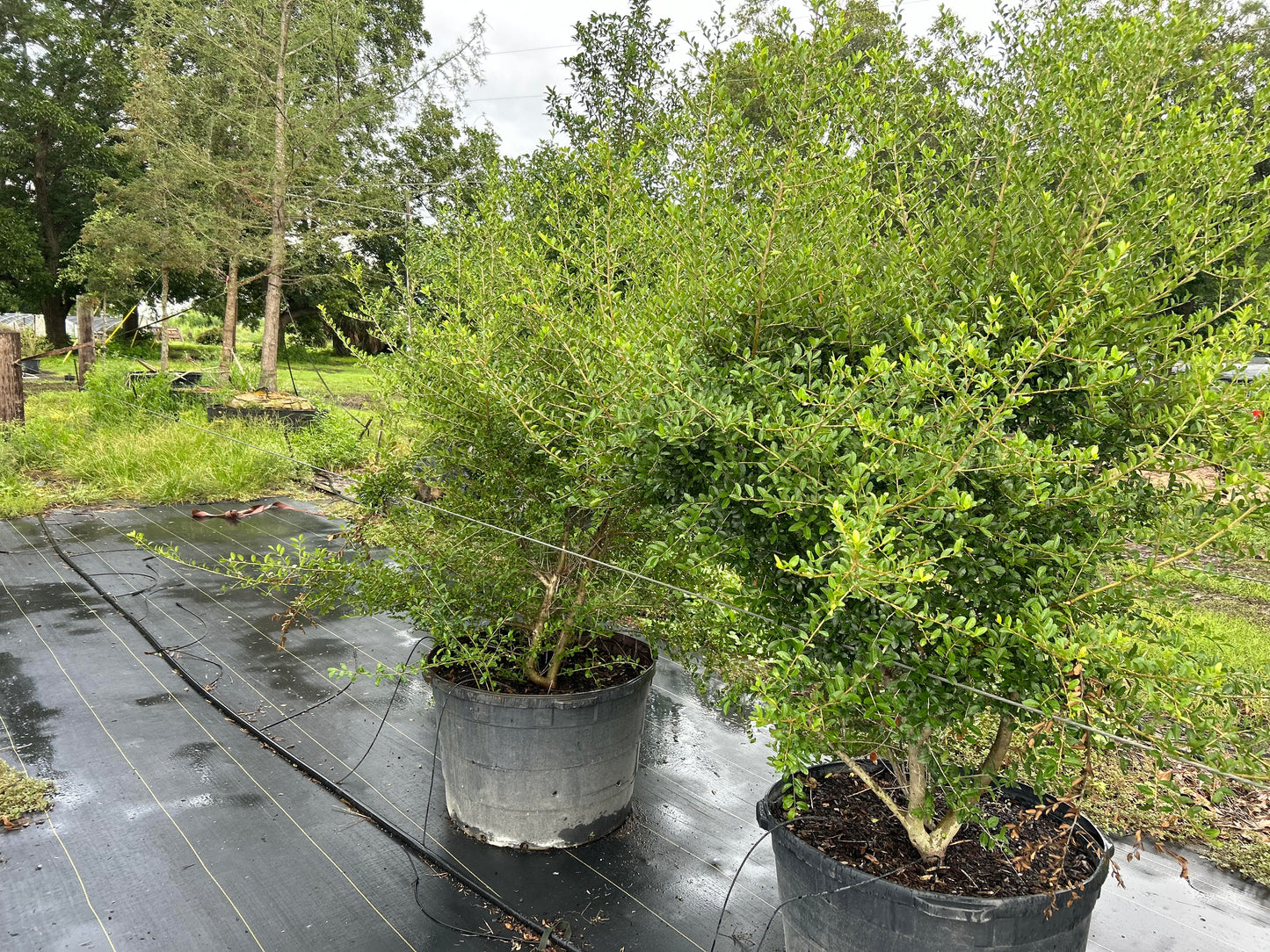 Ilex vomitoria, Yaupon Holly