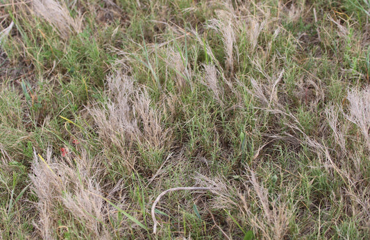 Muhlenbergia utilis, 'Aparejograss'