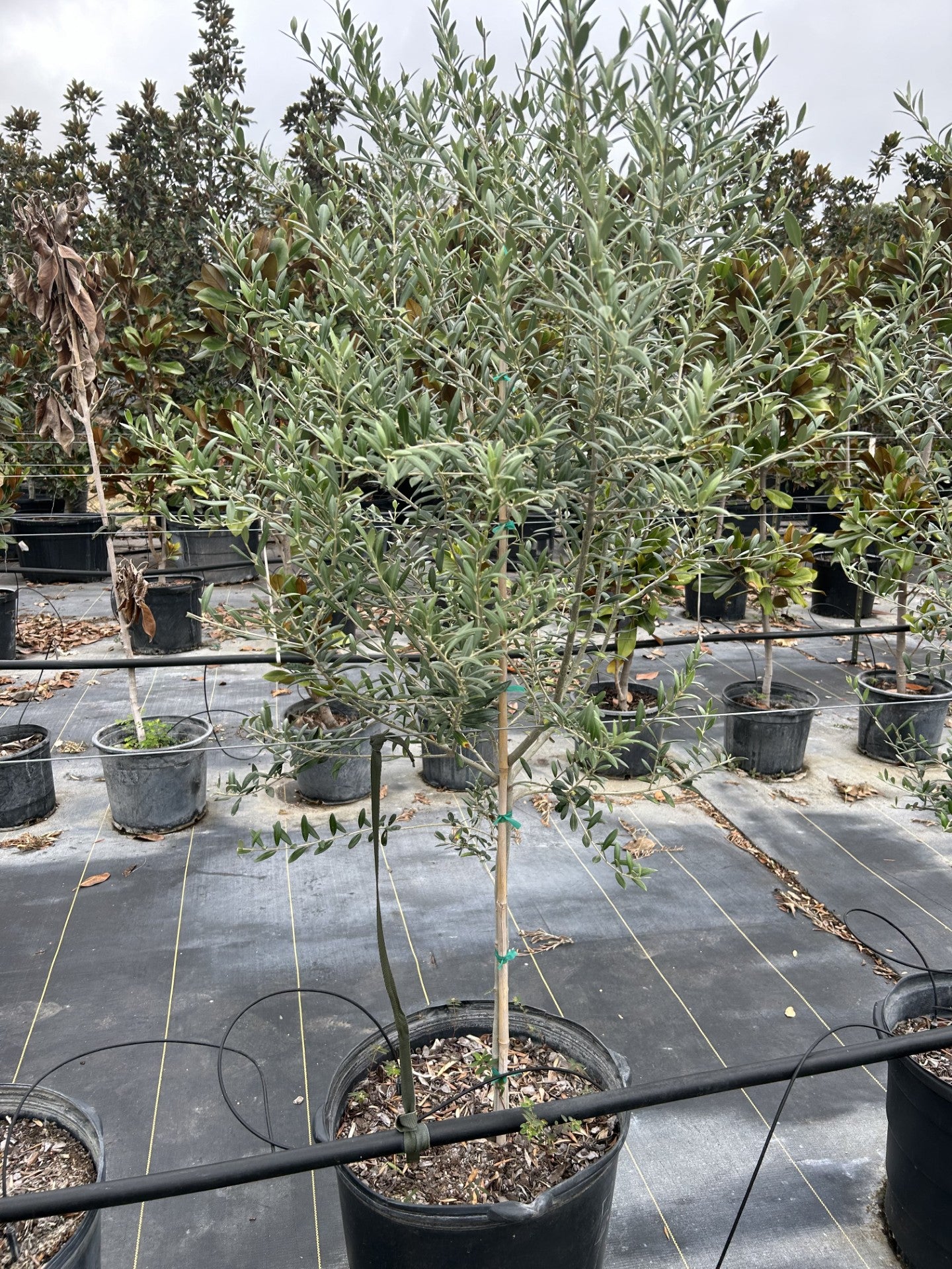 Olea europea, Olive 'Arbequina'