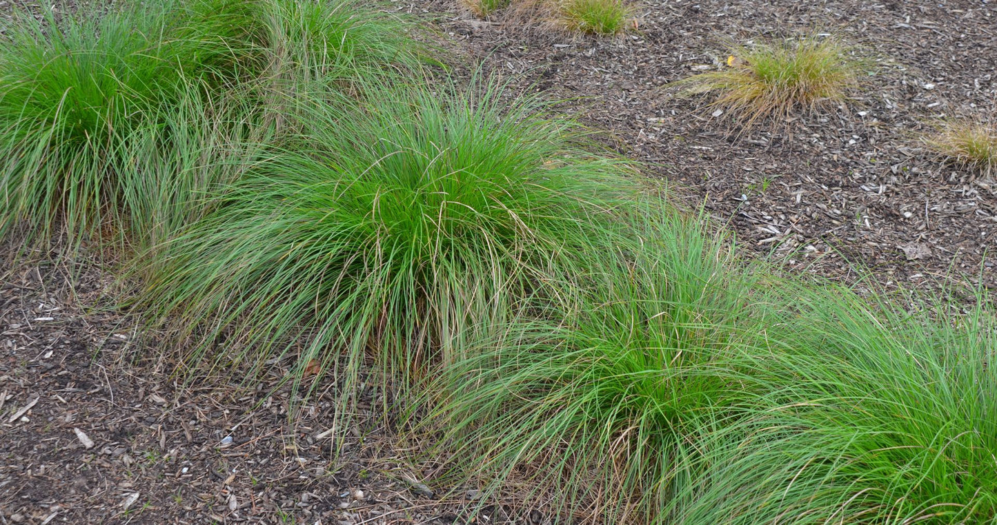 Carex leavenworthii, 'Scott's Turf,' 'Lawn Sedge,' 'Leavenworth's Sedge'