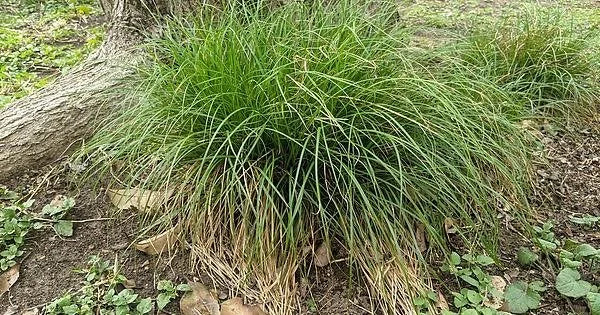 Carex cherokeensis, 'Cherokee Sedge'