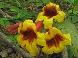 Bignonia capreolata, Native Crossvine