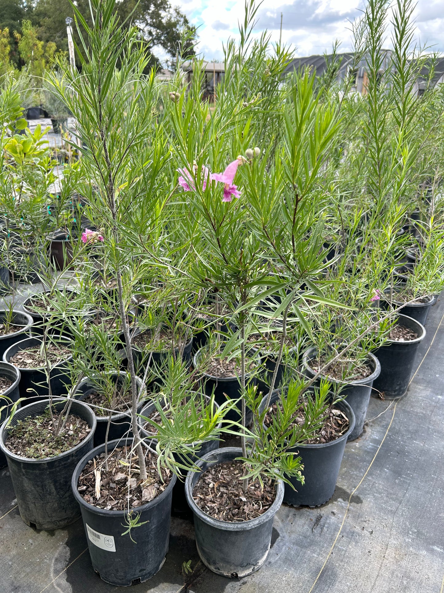 Chilopsis linearis, Desert Willow