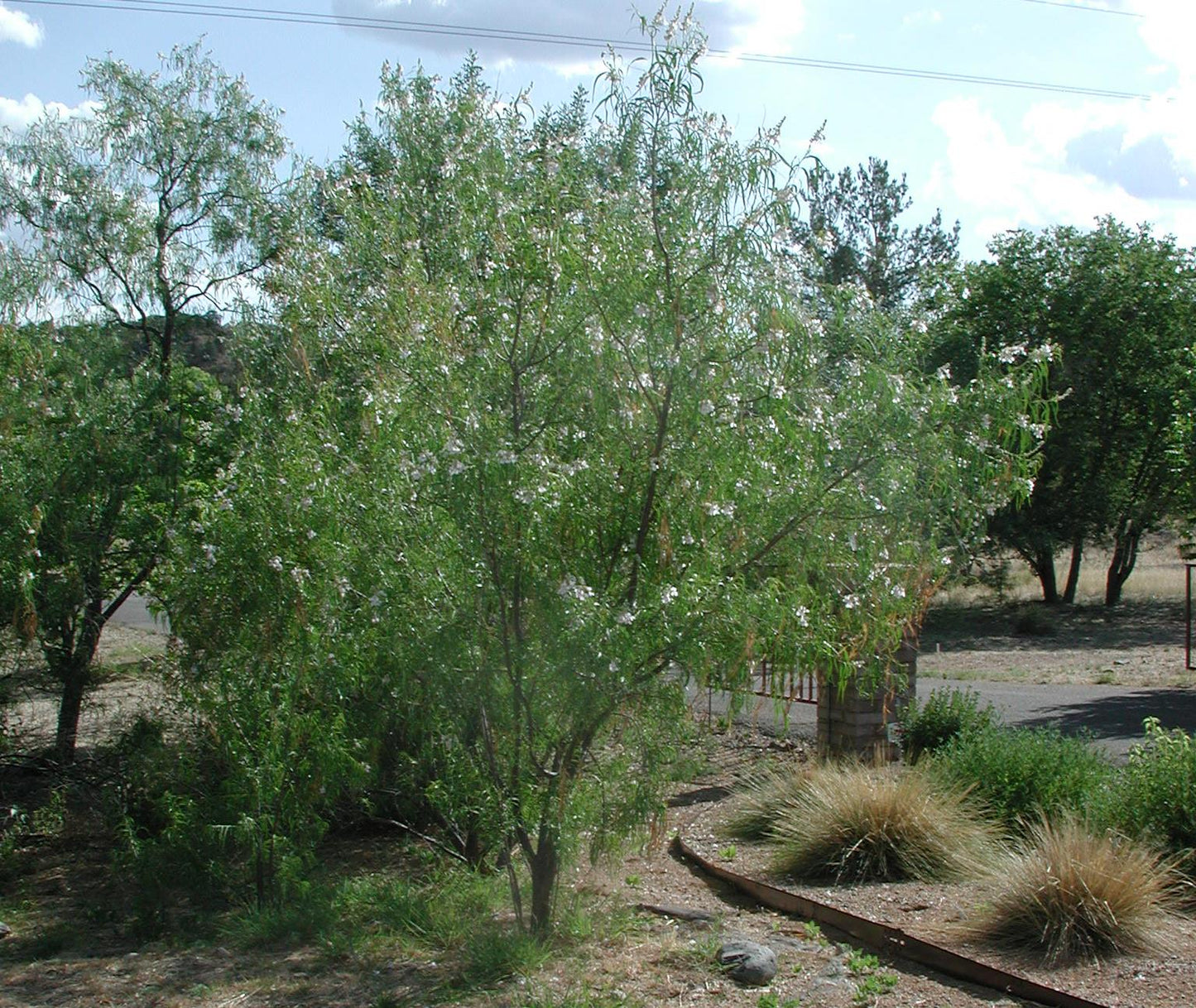 Chilopsis linearis, Desert Willow