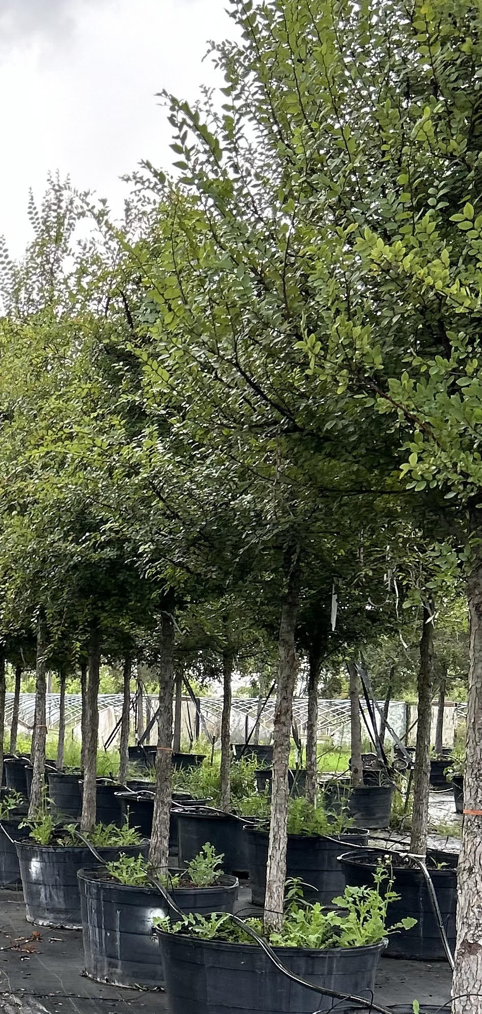 Ulmus crassifolia, Cedar Elm