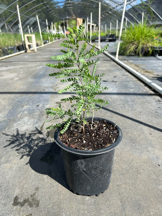 Eyesenhardtia texana, Texas Kidneywood