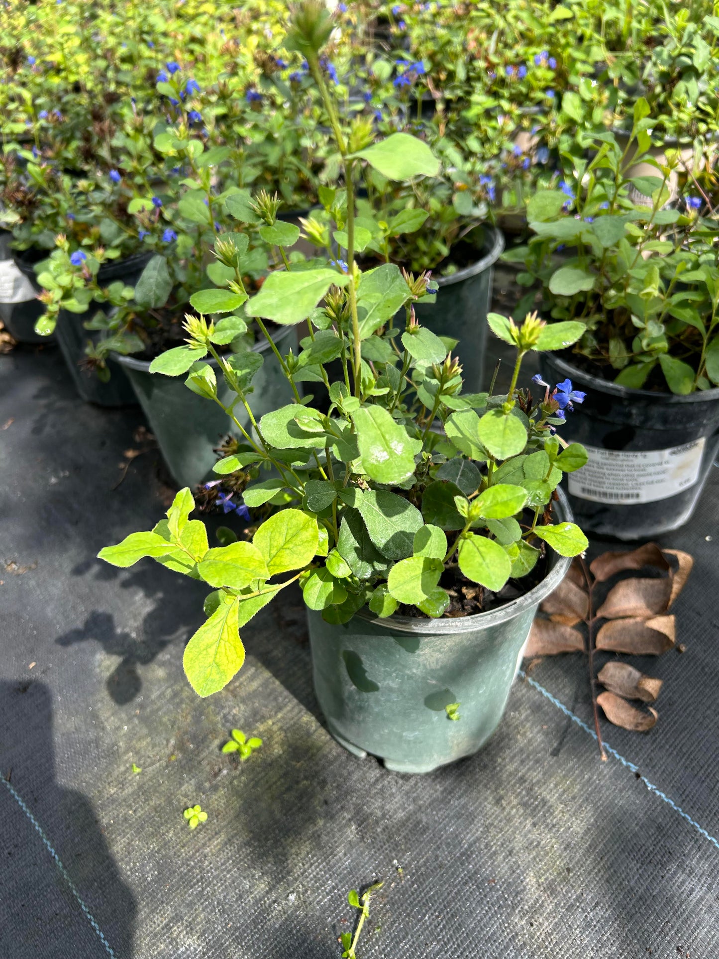 Ceratostigma plumbaginoides, Leadwort, Leadwood