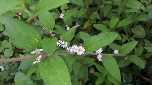 Lippia alba, Bushy Lippia